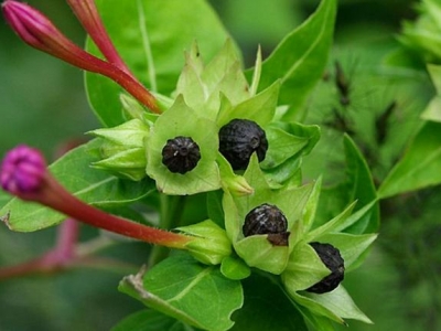 紫茉莉真的是在夜晚開(kāi)花嗎，夜來(lái)香是不是它，如何養(yǎng)殖