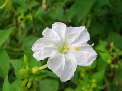 紫茉莉——一種花期長，易栽培，色彩鮮艷的花。