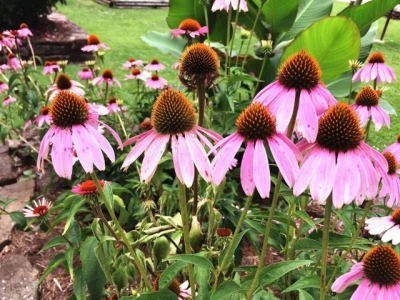 可以養(yǎng)花盆里的松果菊，可以保持多年生長，播種時要講究技巧