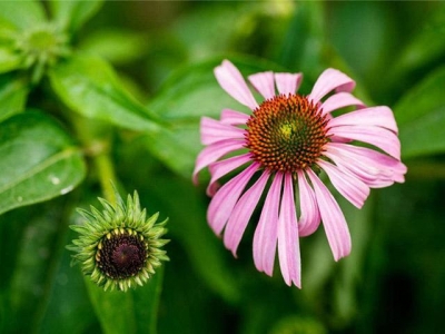 如何種植松果菊，學(xué)會這3大項，鳥語花香指日可待