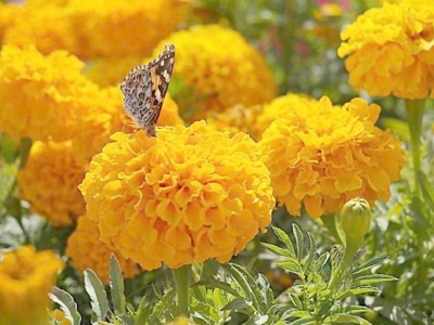 花開鮮艷極易養(yǎng)活，花期長的萬壽菊，該如何育苗栽種開出好花