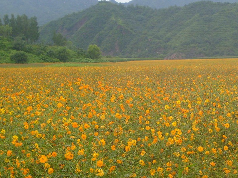 硫華菊