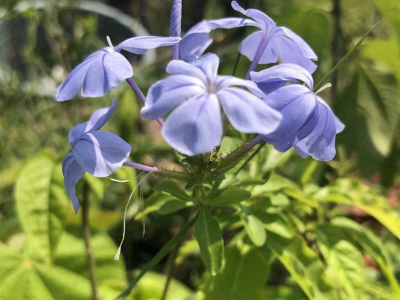 蘭花亞麻