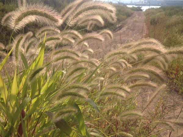 雜交狼尾草和皇竹草對(duì)比