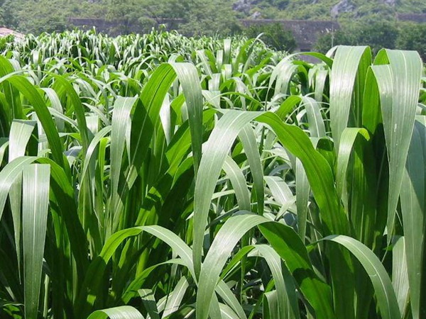 高丹草種植后可以生長(zhǎng)幾年