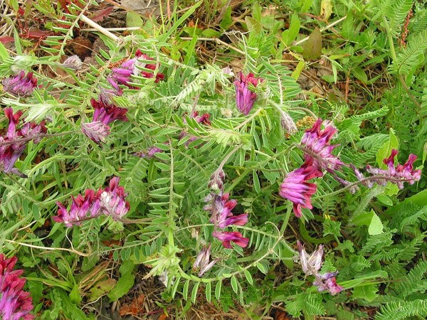 [光葉紫花苕]光葉紫花苕種子價(jià)格_種植方法