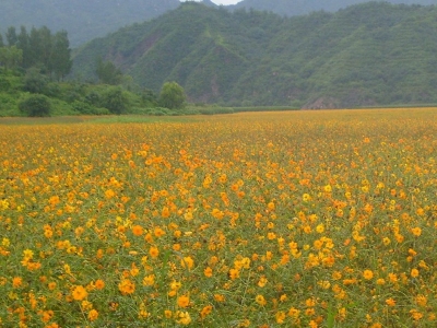 硫華菊花語(yǔ)是什么，代表了什么？