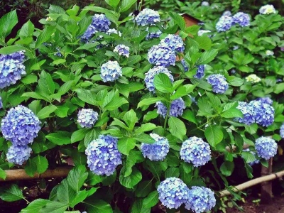 繡球花幾月份開，花開多長時(shí)間？