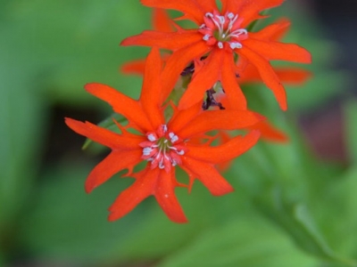 剪秋羅花期有多久、花朵開的時間長嗎