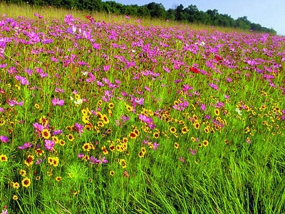 野花組合種子的發(fā)芽時間是什么時候？