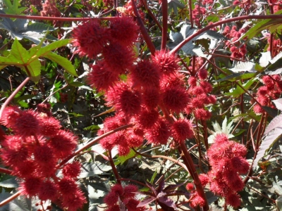 紅色蓖麻幾天發(fā)芽，幾天開花？