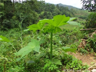 紅色蓖麻種子幾月份播種發(fā)芽率會更高