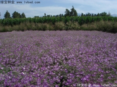 麥仙翁一畝地用多少種子生長效果會更好