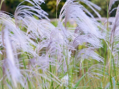 野芒草什么時(shí)候開(kāi)花？