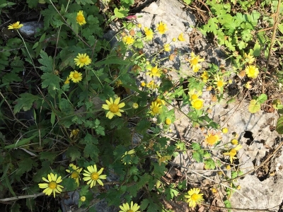 野菊花的花期是什么時(shí)候？