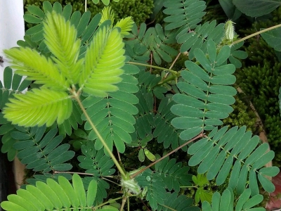 含羞草種子應該去哪兒購買？