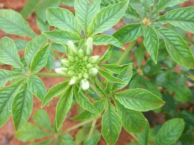 醉蝶花栽培需要注意的事項