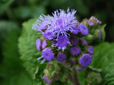 藿香薊什么時候發(fā)芽，幾天開花？