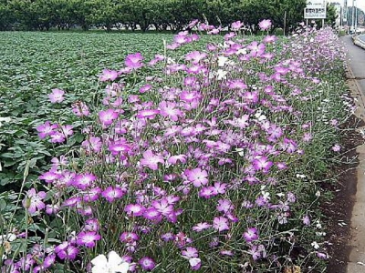 麥仙翁的花期是什么時候？