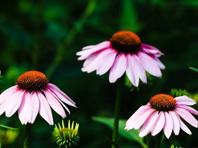 紫松果菊幾天發(fā)芽，什么時(shí)候開花