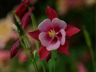 小花耬斗菜什么時候開花，花期有多長？