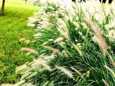 東方狼尾草是多年生植物嗎，生長(zhǎng)期是多久？