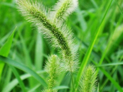 狗尾草什么時候開花，開花開多久？