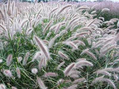 東方狼尾草幾天發(fā)芽多久開花？