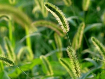 狗尾草發(fā)芽和開花的時間是什么時候？