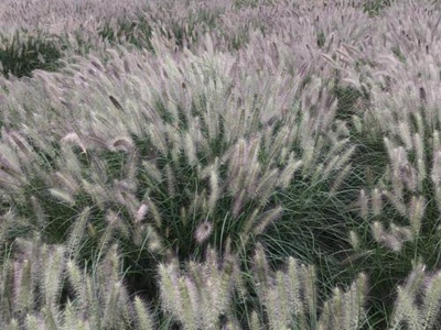 觀賞狼尾草幾天發(fā)芽，多久開(kāi)花？