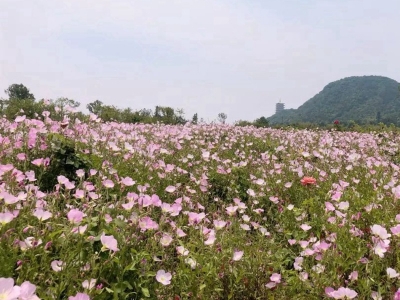 美麗月見草種子的播種量是多少？