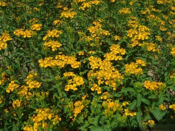 七里黃種子發(fā)芽出苗開花圖片