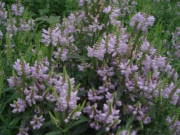 假龍頭種子發(fā)芽出苗開(kāi)花圖片