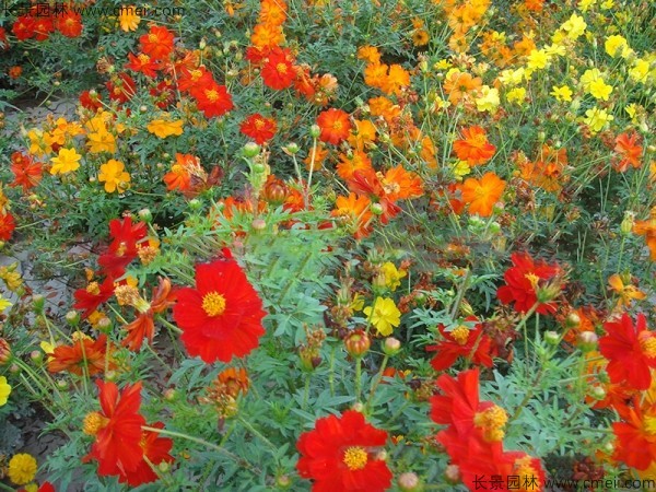 硫華菊種子發(fā)芽出苗圖片