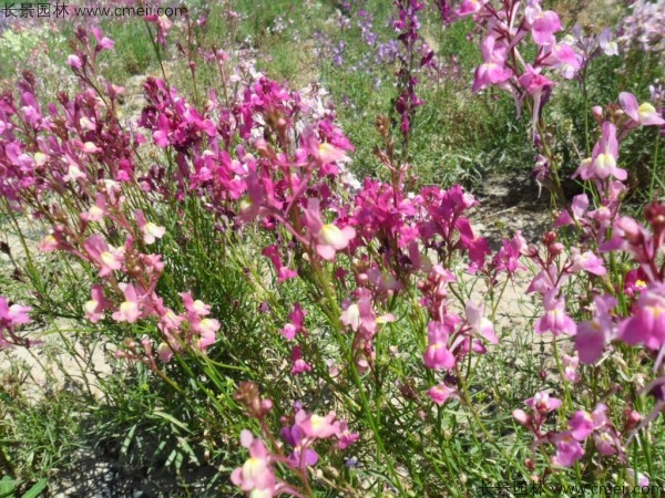 柳穿魚種子發(fā)芽出苗開花圖片