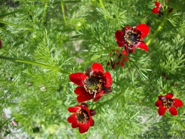 福壽花種子發(fā)芽出苗開(kāi)花圖片