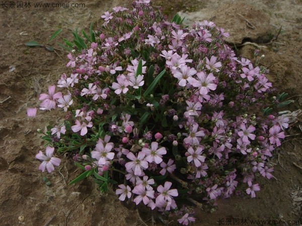 滿天星植物開花圖片