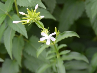 肥皂草的花語是什么？