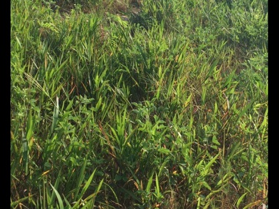 糖蜜草怎么種植，具體的種植步驟