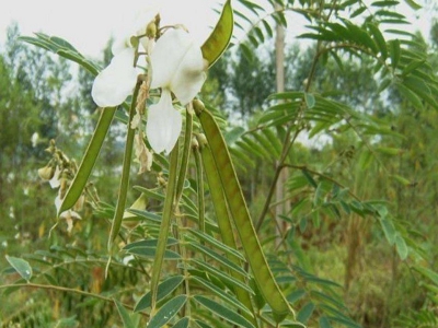  山毛豆什么時(shí)候種？山毛豆種植注意事項(xiàng)