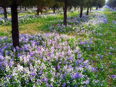 二月蘭什么時候開花？