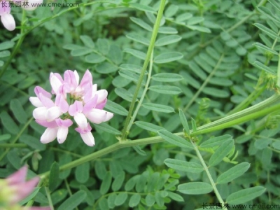 小冠花種子的種植方法，什么時(shí)候播種？