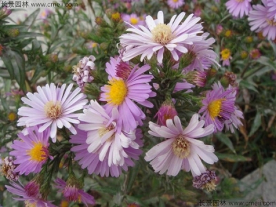 地被菊什么時(shí)候開(kāi)花