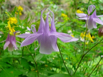 耬斗菜是多年生草本植物么？