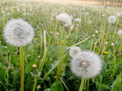 蒲公英的花期是什么時(shí)候?