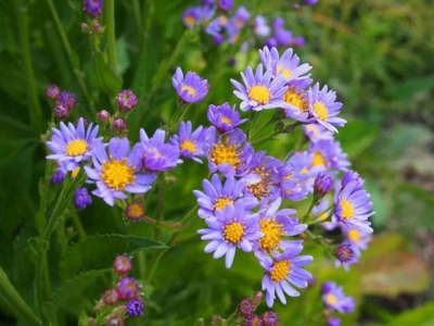 紫菀種子的發(fā)芽開(kāi)花時(shí)間