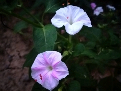 紫茉莉和茉莉的區(qū)別