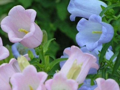 風(fēng)鈴花的自然花期