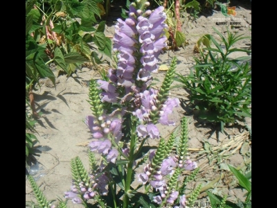 假龍頭種植后幾天發(fā)芽，播種后多久開(kāi)花