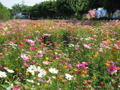 進(jìn)口野花組合種子播種幾天發(fā)芽多久開花？